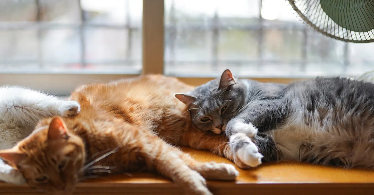 découvrez tout sur les chats : leurs habitudes, soins, races et conseils pour bien vivre avec votre félin.