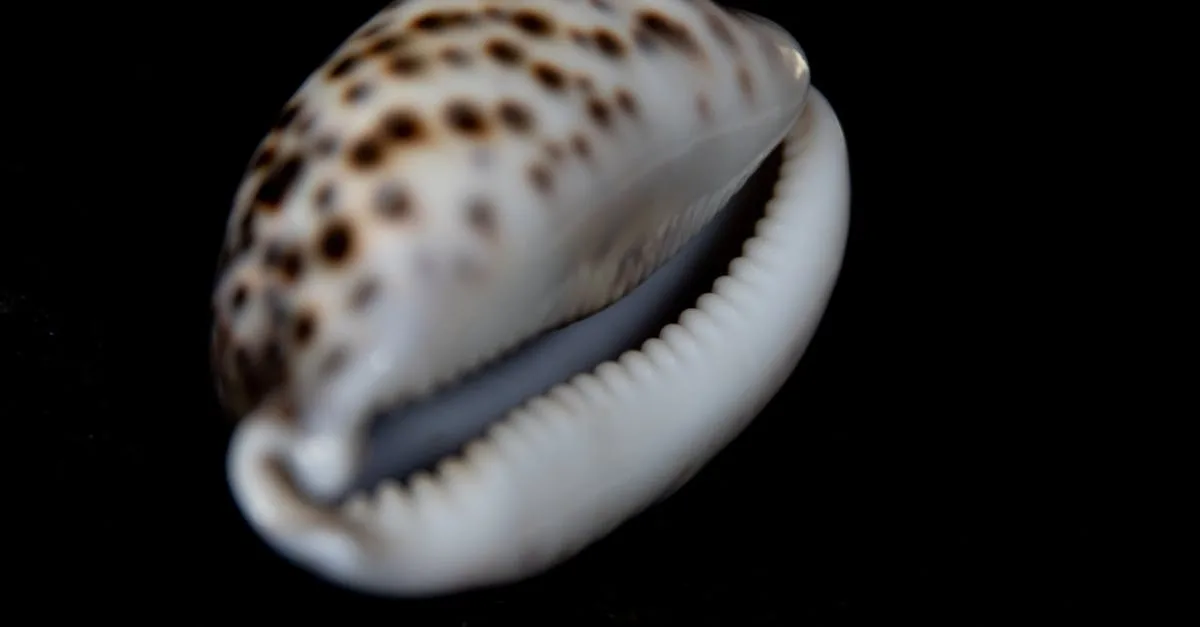 découvrez nos recettes savoureuses à base de coquilles saint-jacques fraîches, faciles à préparer et parfaites pour toutes les occasions.