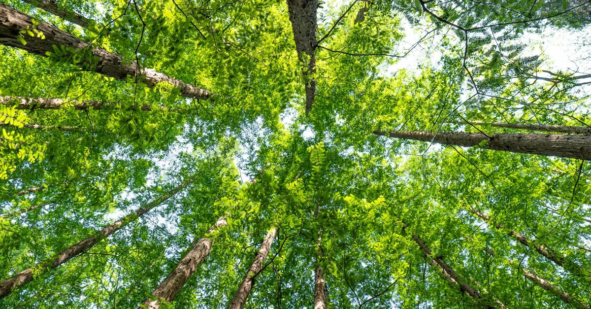 découvrez les réglementations environnementales clés, leurs impacts sur les entreprises et comment se conformer aux normes pour protéger la planète.