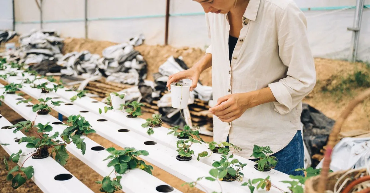 découvrez l'aquaponie, une méthode durable combinant aquaculture et hydroponie pour cultiver des plantes et élever des poissons en symbiose.