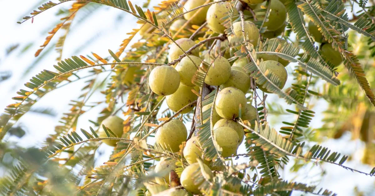 découvrez une liste de fruits dont le nom commence par la lettre a, leur origine, leurs bienfaits et comment les déguster.