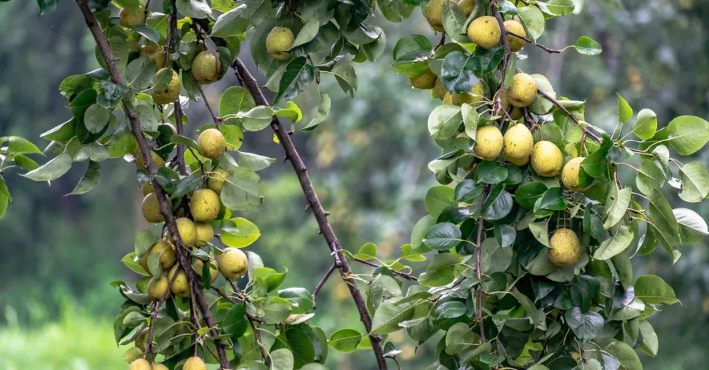 découvrez une liste de fruits dont le nom commence par la lettre a, parfaits pour une alimentation saine et gourmande.