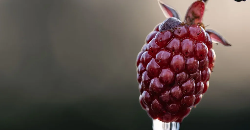 découvrez une liste de fruits commençant par la lettre e, leurs caractéristiques et bienfaits pour la santé.