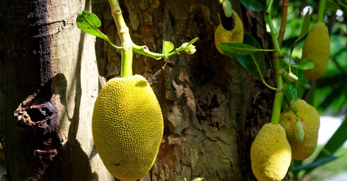 découvrez une liste complète de fruits commençant par la lettre j, avec leurs bienfaits et utilisations.