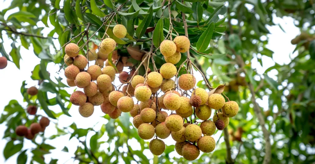 découvrez une liste de fruits dont le nom commence par la lettre l, parfaits pour enrichir votre alimentation avec des saveurs variées et nutritives.