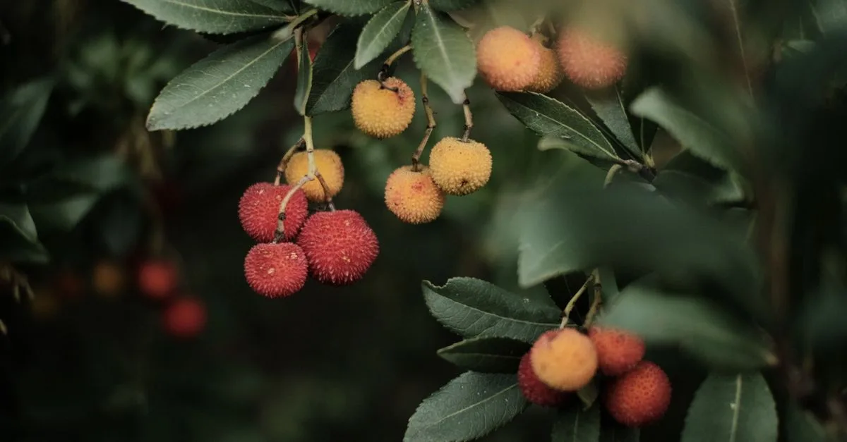 découvrez une sélection de fruits dont le nom commence par la lettre o, pour enrichir votre alimentation avec des saveurs originales et nutritives.
