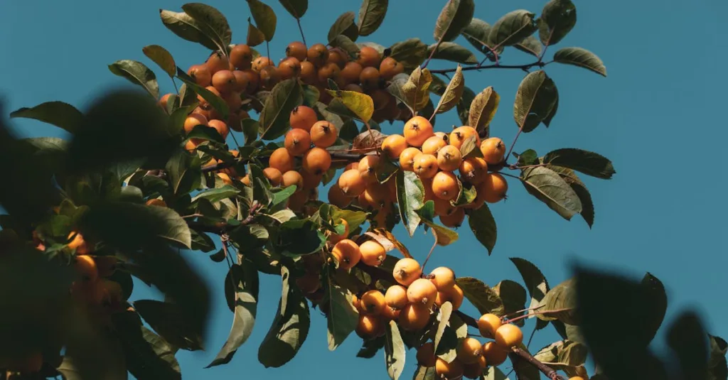 découvrez une liste de fruits délicieux dont le nom commence par la lettre o, parfaits pour enrichir votre alimentation et découvrir de nouvelles saveurs.