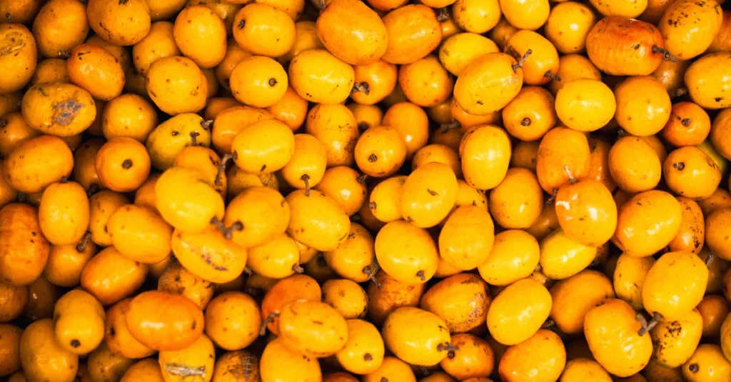 découvrez une liste de fruits dont le nom commence par la lettre u, pour enrichir vos connaissances et votre alimentation.