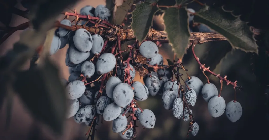 découvrez une liste de fruits commençant par la lettre v, leurs bienfaits et usages culinaires.