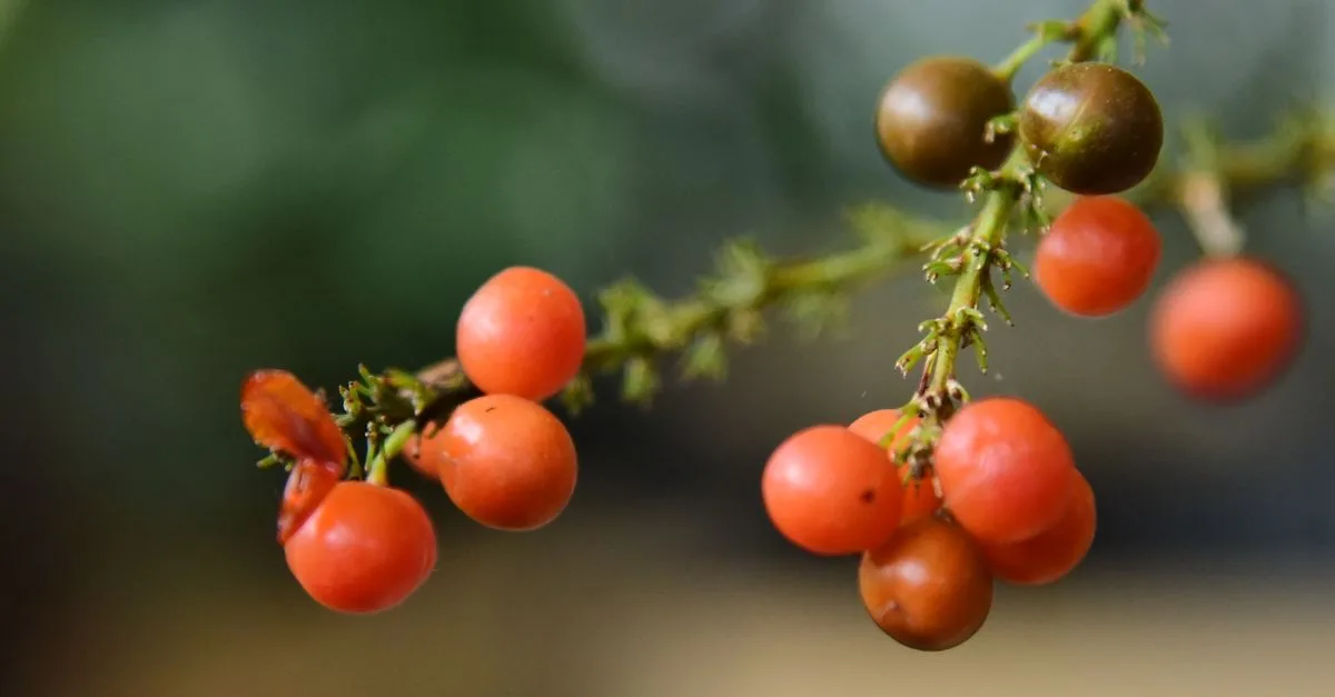 découvrez une liste de fruits commençant par la lettre z, leurs caractéristiques, bienfaits et utilisations culinaires.