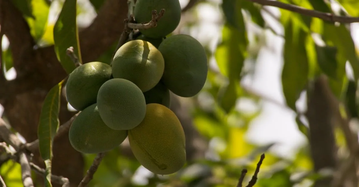 découvrez tout sur la mangue : ses bienfaits, recettes délicieuses et astuces pour bien la choisir et la déguster.