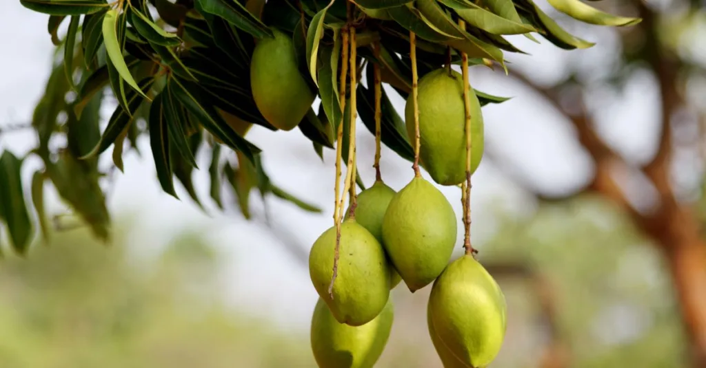 découvrez tout sur la mangue : ses bienfaits, recettes savoureuses et astuces pour bien la choisir et la conserver.